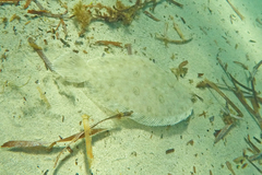 Pseudorhombus jenynsii