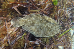 Pseudorhombus jenynsii