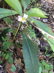 Trillium catesbaei