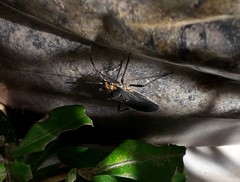 Oncopeltus luctuosus