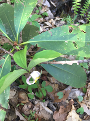 Trillium catesbaei