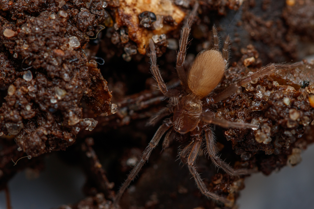Masteria boggildi