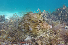 Chaetodermis penicilligerus