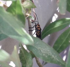 Oncopeltus luctuosus