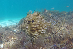 Chaetodermis penicilligerus