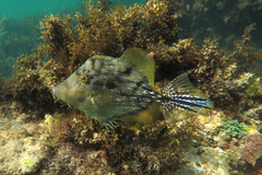 Chaetodermis penicilligerus