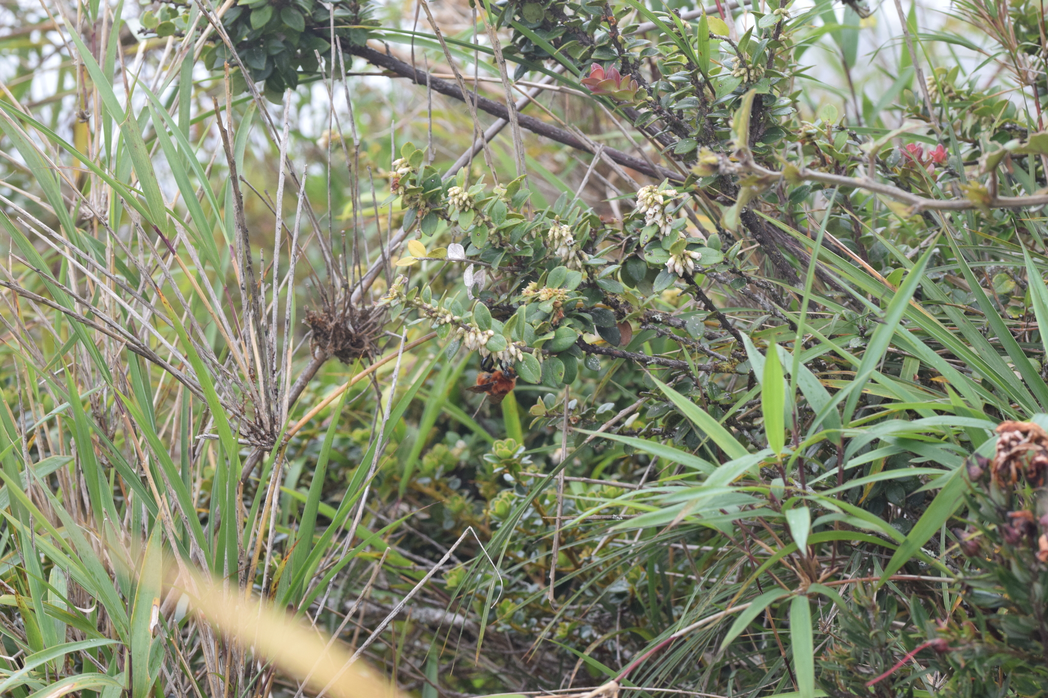 Bombus rubicundus image