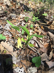 Uvularia puberula