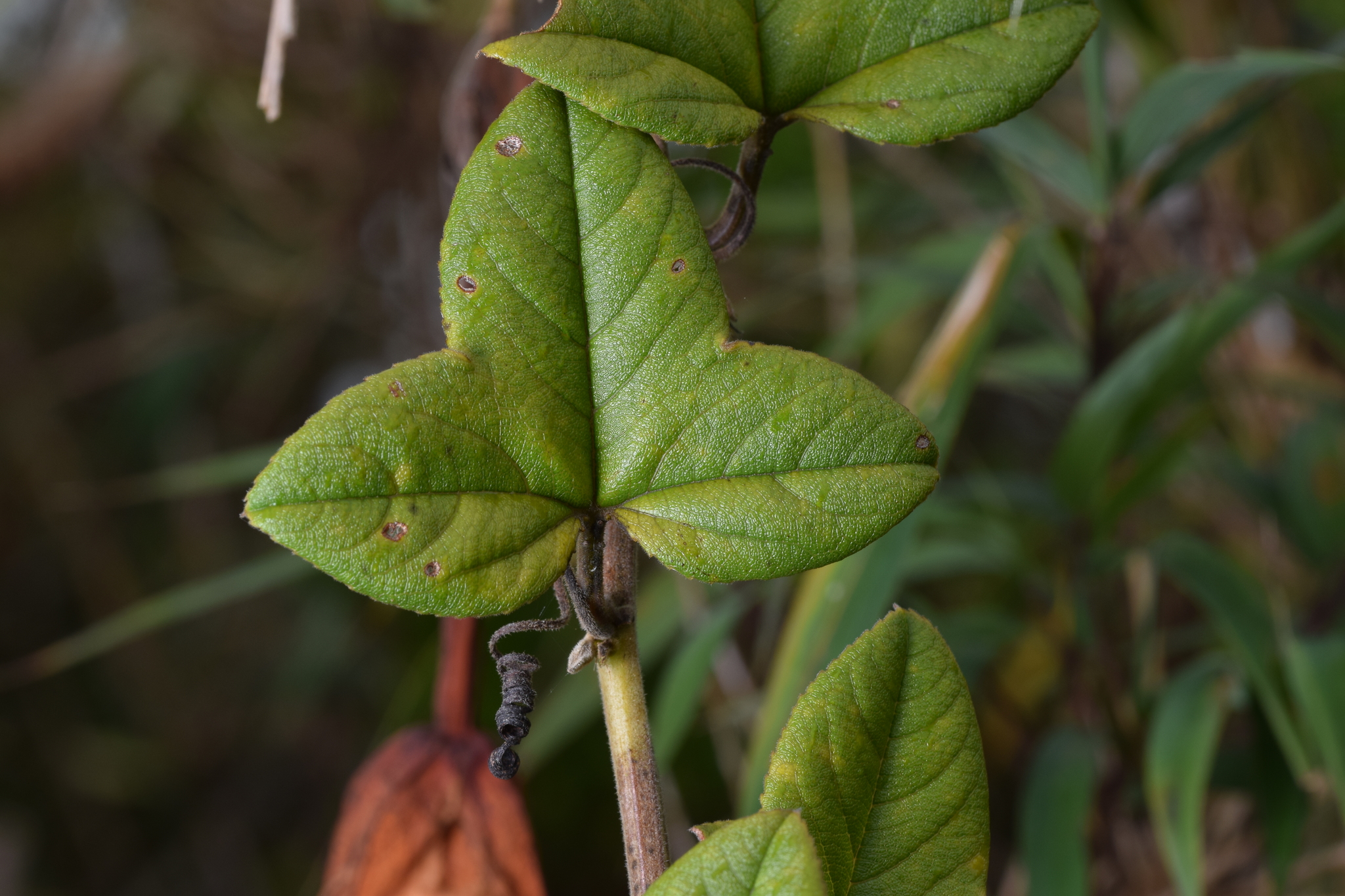 Passiflora roseorum image