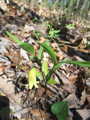 Uvularia puberula