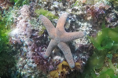 Nepanthia crassa
