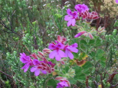 Pelargonium cucullatum