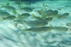 Helotes octolineatus