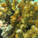 Coral Coliflor - Photo (c) keesgroenendijk, algunos derechos reservados (CC BY-SA), subido por keesgroenendijk