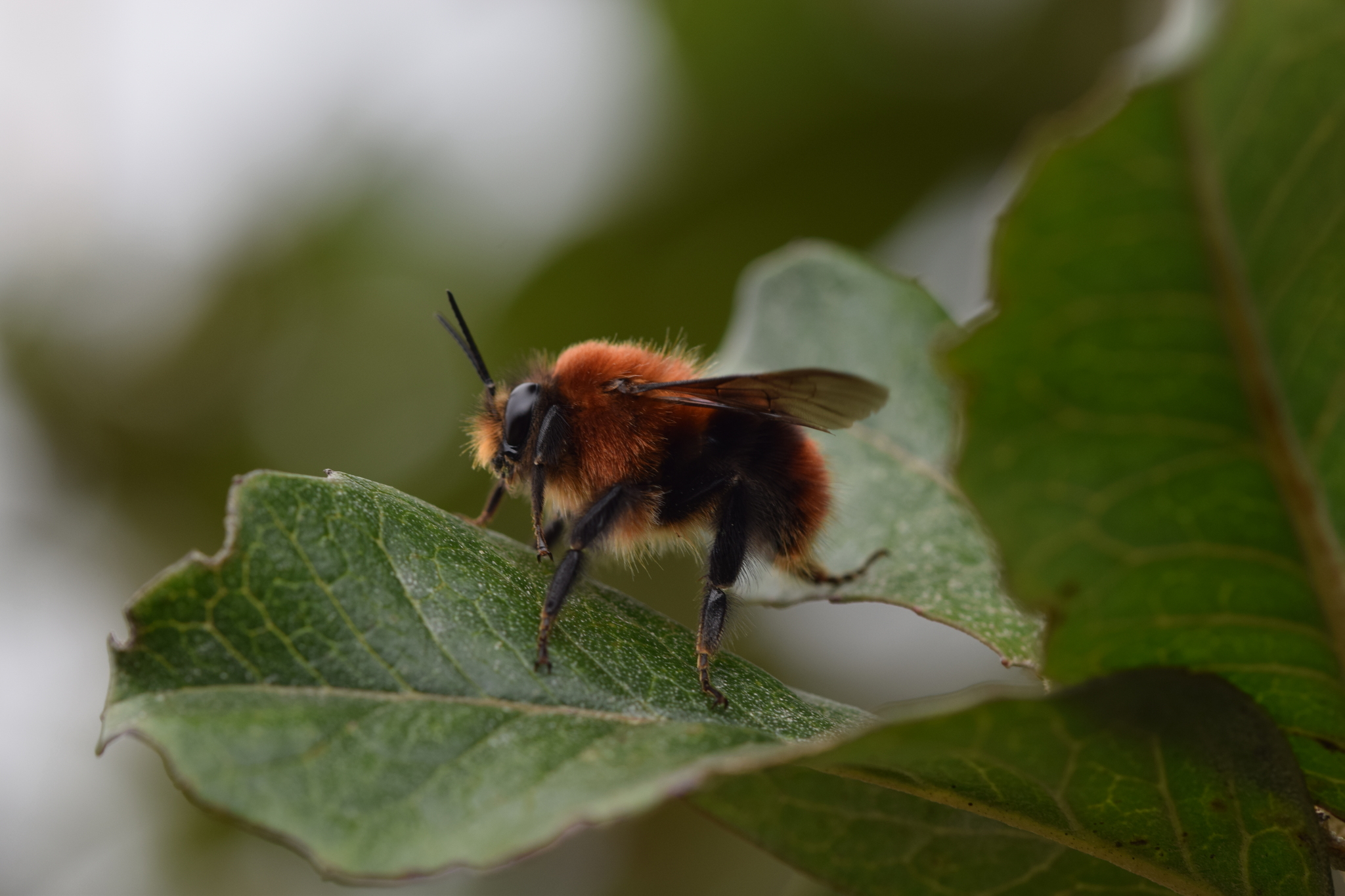 Bombus rubicundus image