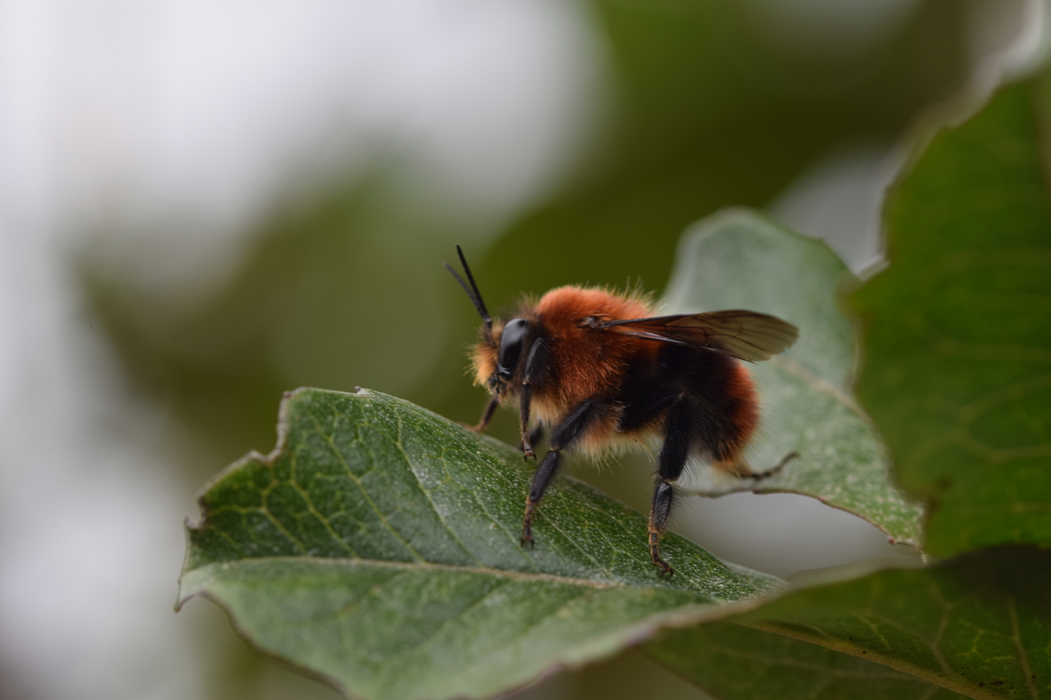 Bombus image