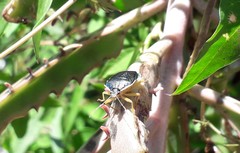 Tynacantha marginata