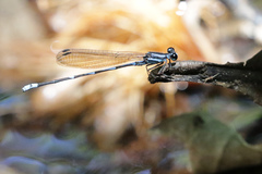 Argia adamsi