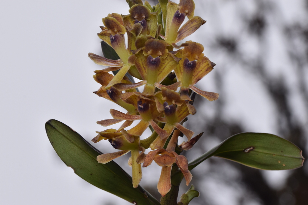 Epidendrum chaoticum Hágsater & E.Santiago