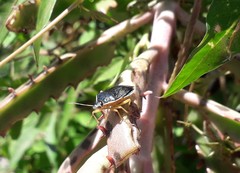 Tynacantha marginata