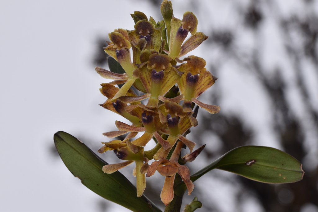 Epidendrum chaoticum Hágsater & E.Santiago 2