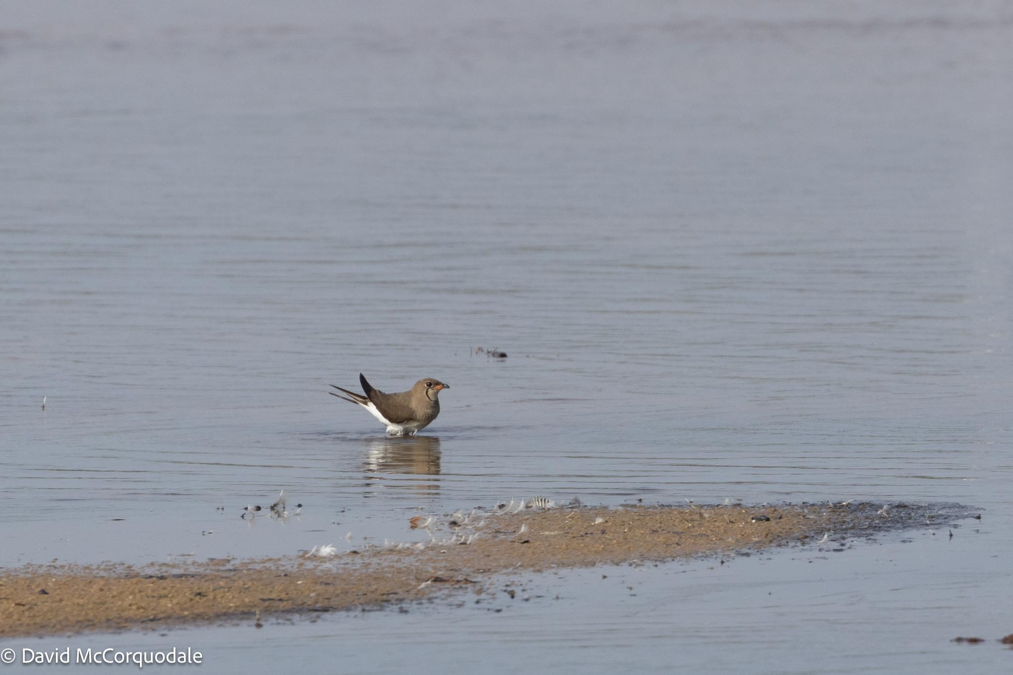 Collared Pratincole
