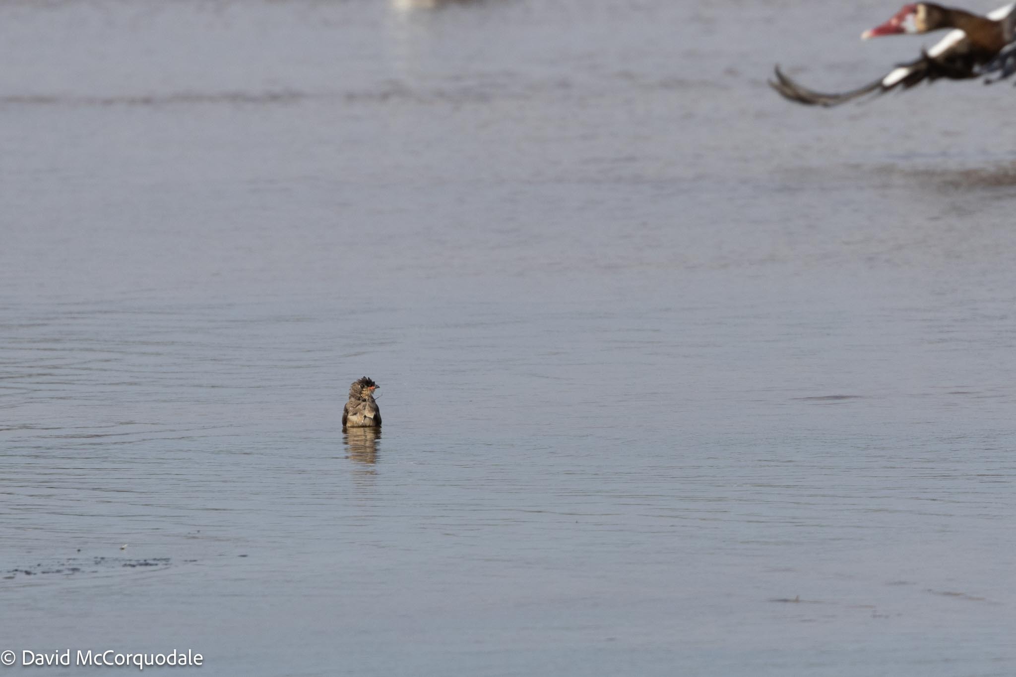 Collared Pratincole