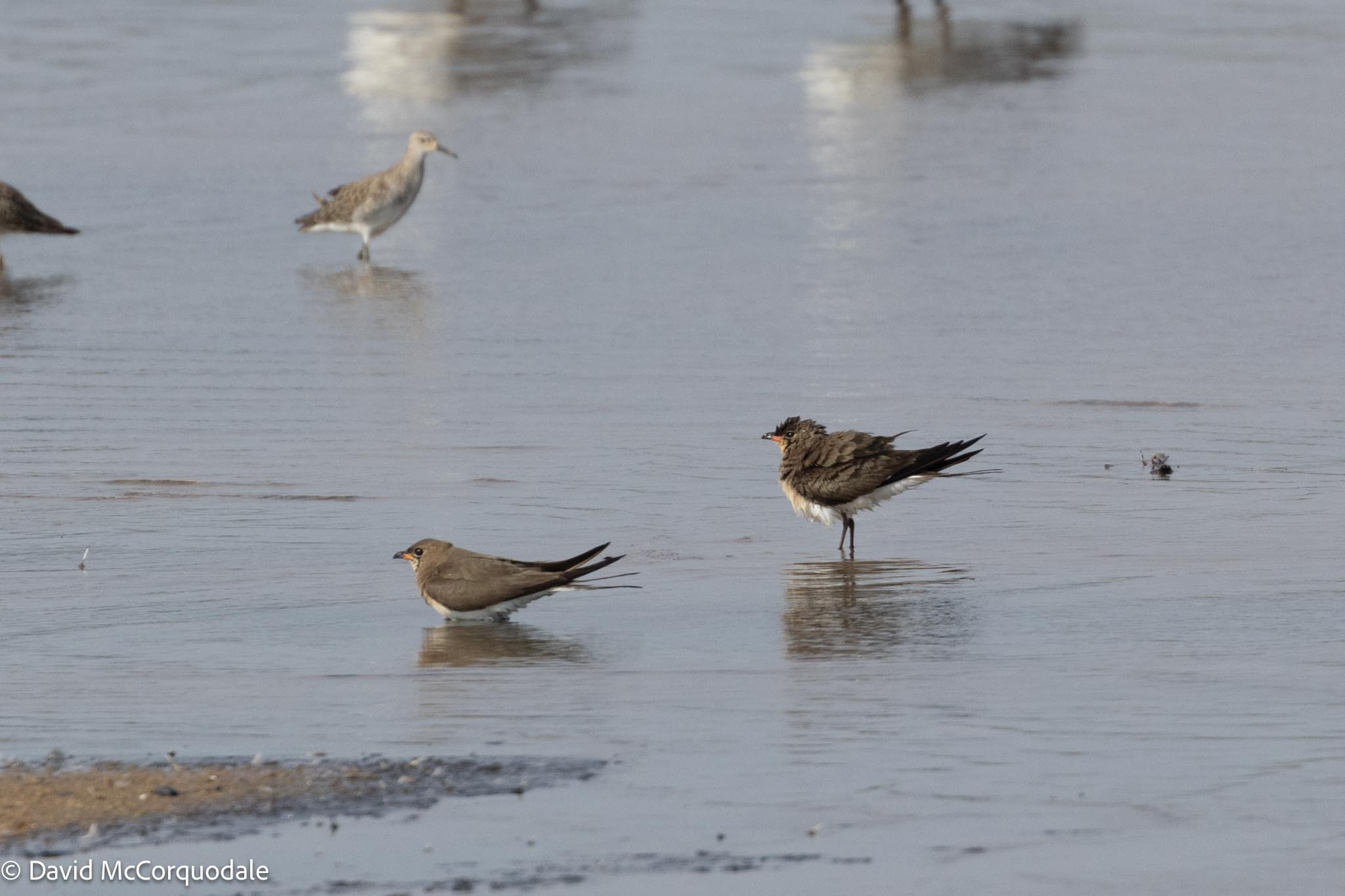 Collared Pratincole