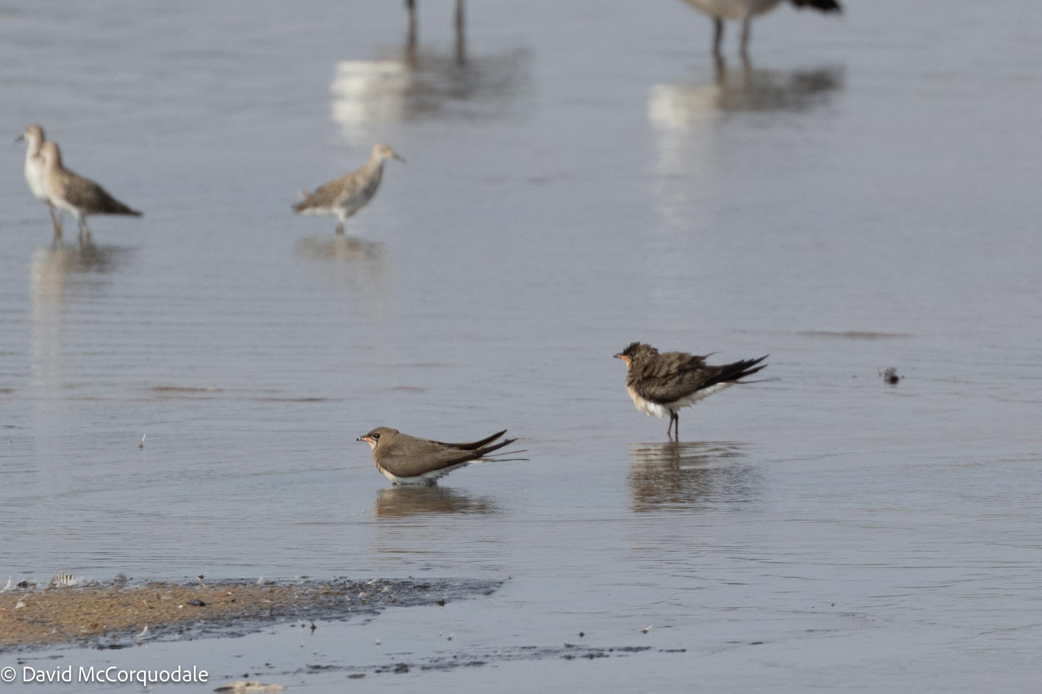 Collared Pratincole