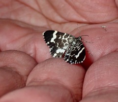 Trichodezia californiata