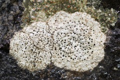 Bagliettoa calciseda