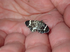 Trichodezia californiata