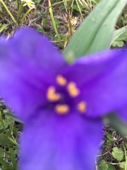 Tradescantia gigantea