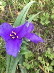 Tradescantia gigantea