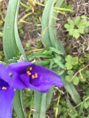 Tradescantia gigantea
