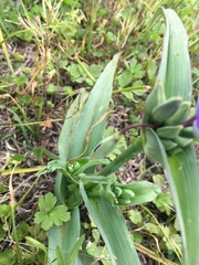 Tradescantia gigantea