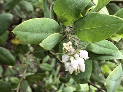 Arctostaphylos crustacea