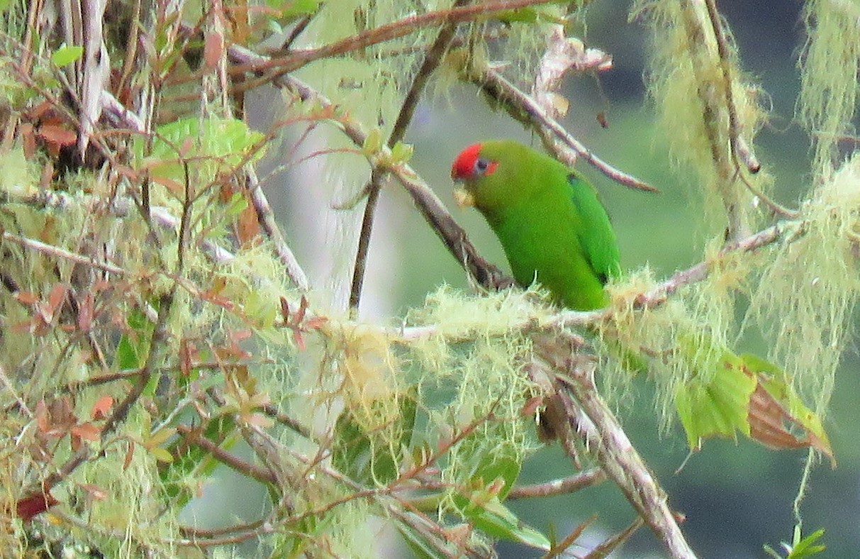 Touit costaricensis (Cory, 1913)