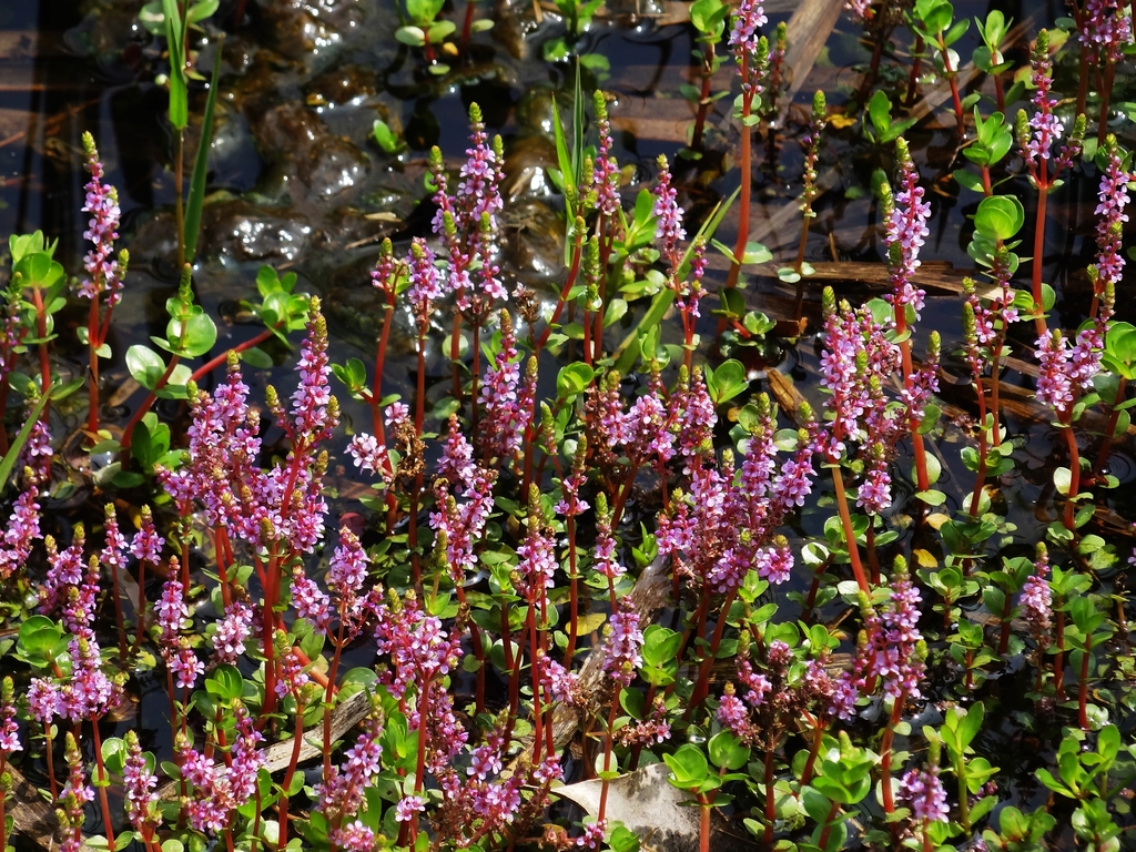 Rotala à feuilles rondes (Rotala nain) (Rotala rotundifolia)