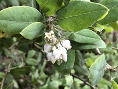 Arctostaphylos crustacea