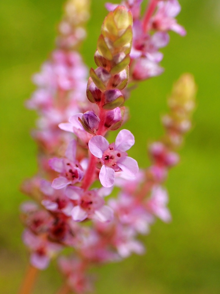 Rotala