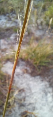 Image of Thamnochortus fruticosus by (c) Adele SL, some rights reserved (CC BY)