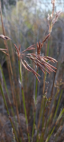 Image of Thamnochortus fruticosus by (c) Adele SL, some rights reserved (CC BY)