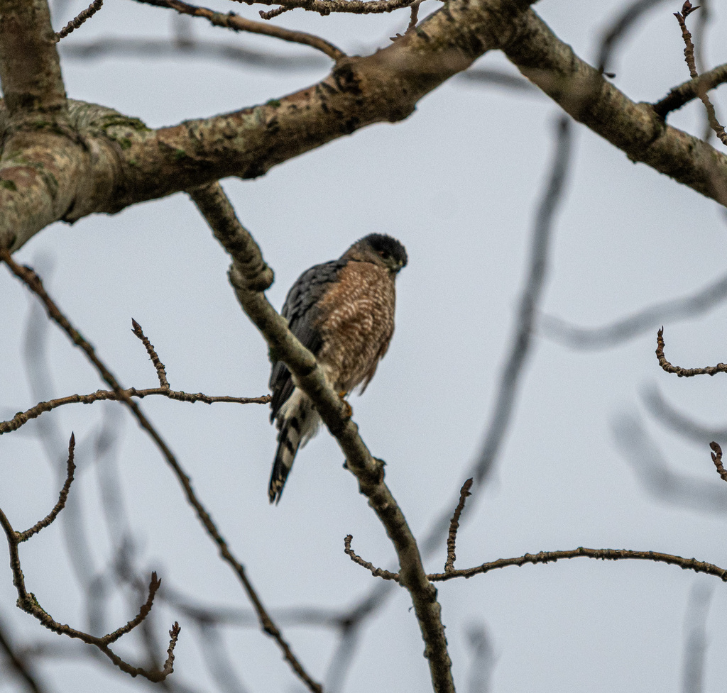 Cooper's Hawk from Richmond, BC, Canada on November 26, 2023 at 1054