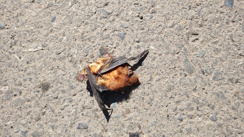 Cinnamon Red Bat