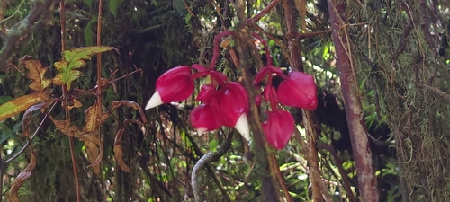 Medinilla waterhousei observed 2023-11-17