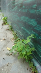 Phyllanthus tenellus