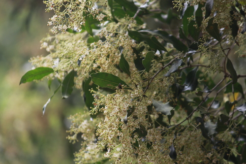 Forest Olive (Olea woodiana)