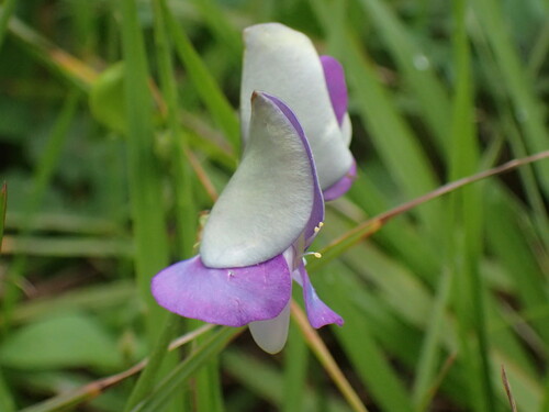 cowpea