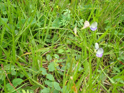 Vigna unguiculata